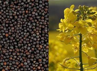 Аналіз ринку насіння ріпаку та можливості виробництва біодизелю в Україні, потенціал вирощування та обробки насіння ріпаку – 2006